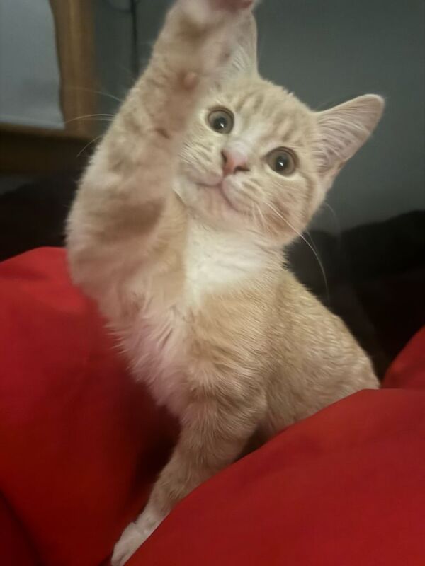 British Shorthair kittens for sale in Craigentinny, City of Edinburgh – 11 months old - Image 2 of 3