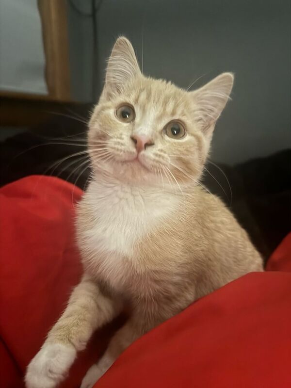 British Shorthair kittens for sale in Craigentinny, City of Edinburgh – 11 months old - Image 3 of 3