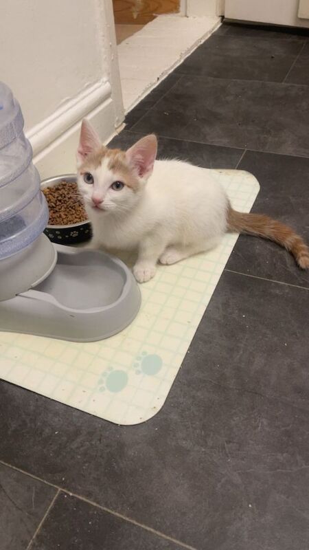 British Shorthair Kittens For Sale Under £300