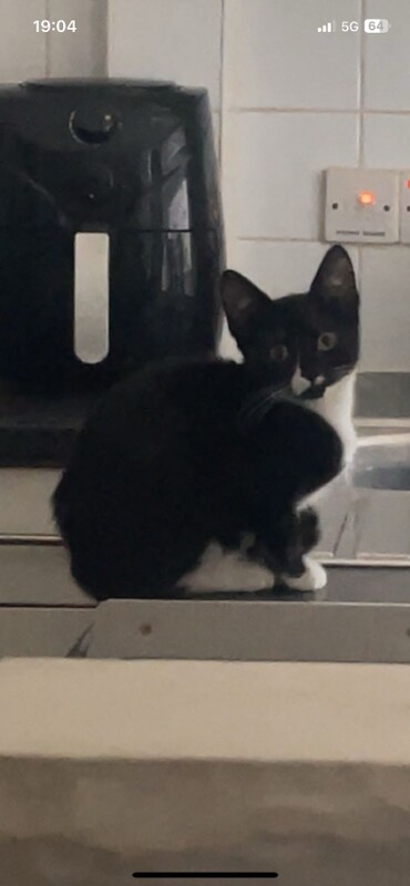 15 week old white male and 5month old black female kittens for sale - Image 2 of 4