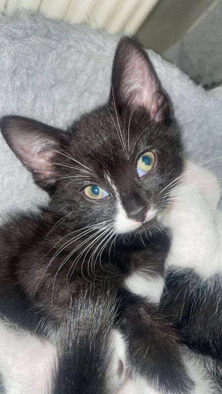 15 week old white male and 5month old black female kittens for sale - Image 3 of 4