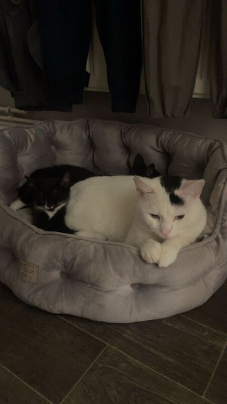15 week old white male and 5month old black female kittens for sale - Image 4 of 4