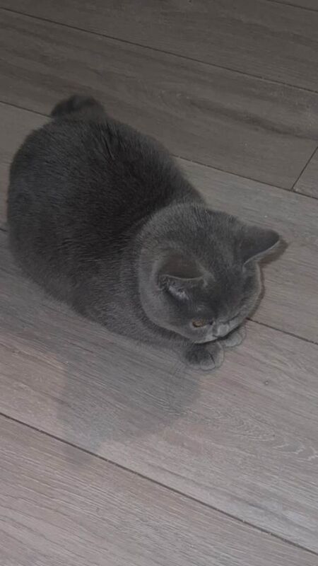 British Shorthair kittens for sale in Handsworth, West Midlands – 4 months old - Image 2 of 4