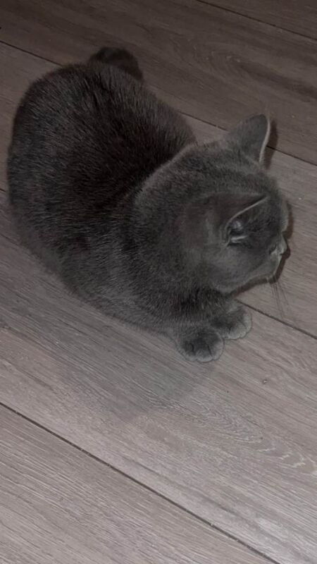 British Shorthair kittens for sale in Handsworth, West Midlands – 4 months old - Image 3 of 4