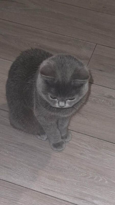 British Shorthair kittens for sale in Handsworth, West Midlands – 4 months old - Image 4 of 4