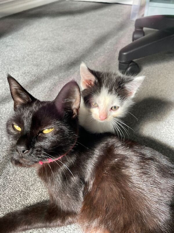 British Shorthair kittens for sale in Dorchester, Dorset – 1 year old