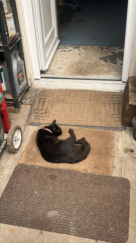 British Shorthair kittens for sale in Dorchester, Dorset – 1 year old - Image 2 of 3