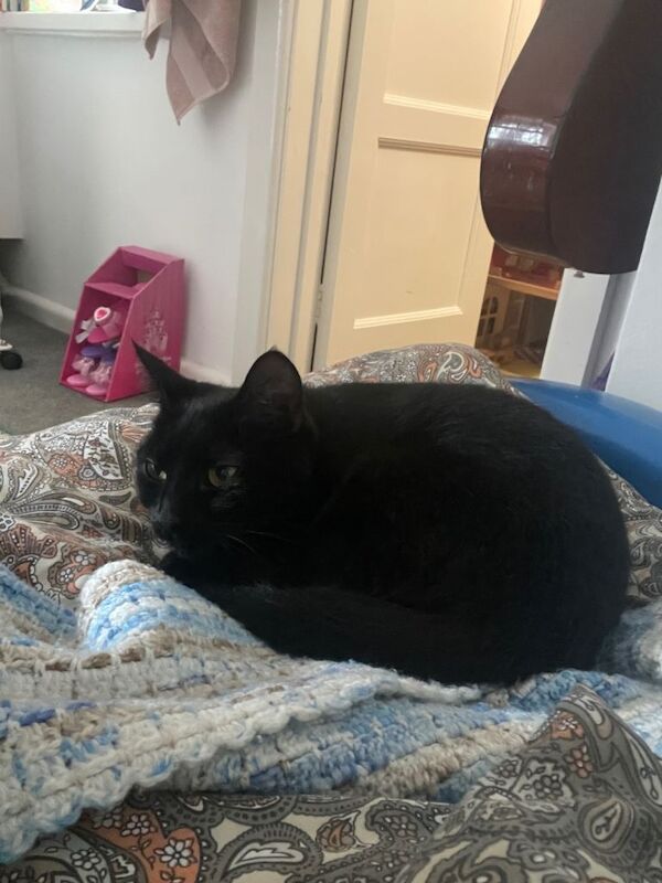 British Shorthair kittens for sale in Dorchester, Dorset – 1 year old - Image 3 of 3