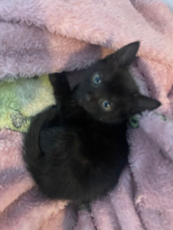 1BLACK FEMALE FOR SALE in Hoddesdon, Hertfordshire
