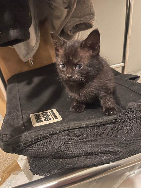 British Shorthair kittens for sale in Hoddesdon, Hertfordshire – 10 months old - Image 2 of 3