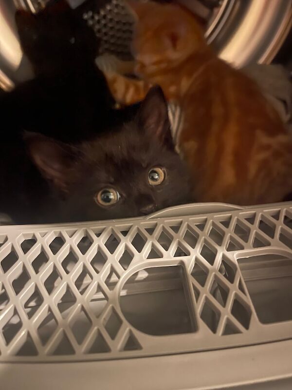 British Shorthair kittens for sale in Hoddesdon, Hertfordshire – 10 months old - Image 3 of 3