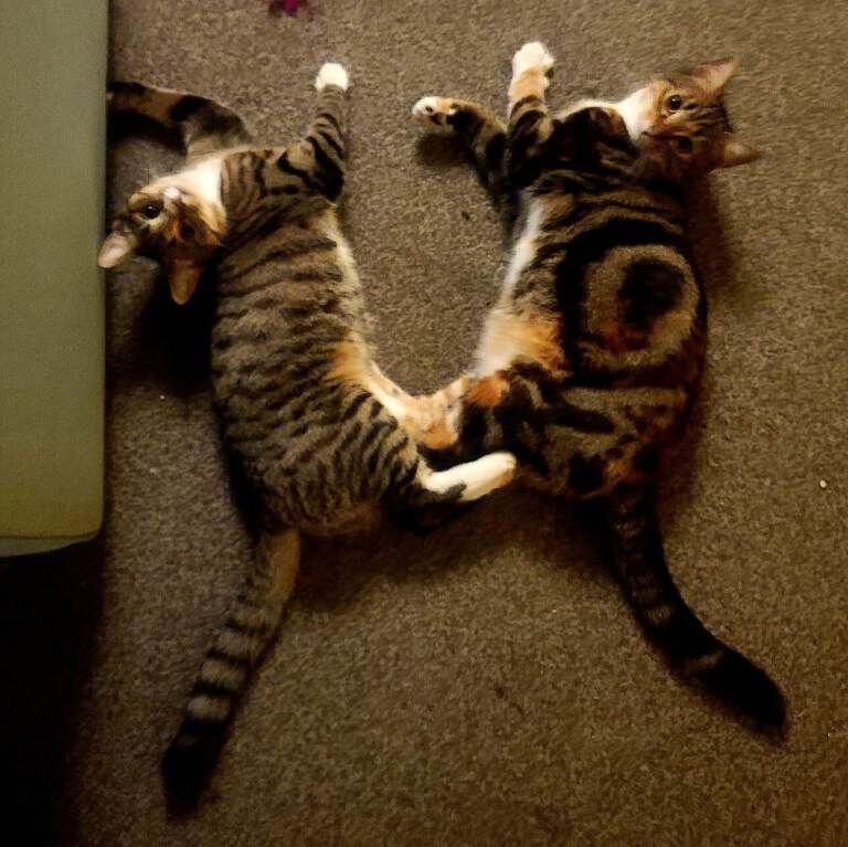 British Shorthair kittens for sale in Downpatrick, County Down – 10 months old