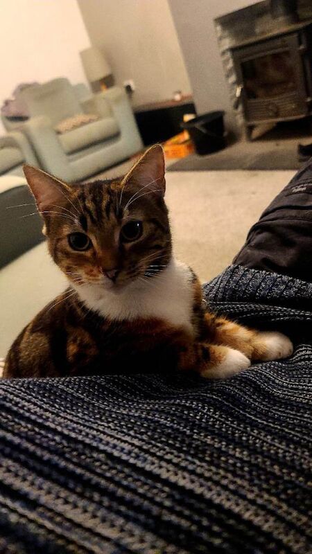 British Shorthair kittens for sale in Downpatrick, County Down – 10 months old - Image 2 of 4