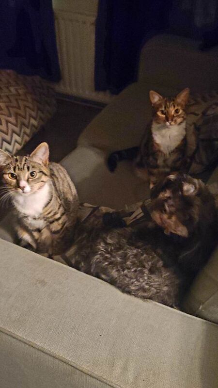 British Shorthair kittens for sale in Downpatrick, County Down – 10 months old - Image 3 of 4