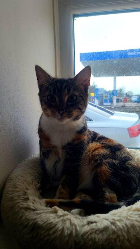 British Shorthair kittens for sale in Downpatrick, County Down – 10 months old - Image 4 of 4