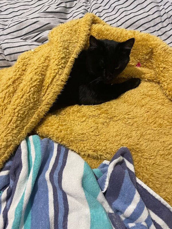 British Shorthair kittens for sale in Blantyre, Lanarkshire – 5 months old