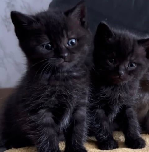 2 adorable British short hair kittens £300 for sale in Newham, Cornwall