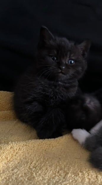 2 adorable British short hair kittens £300 for sale in Newham, Cornwall | Image 2