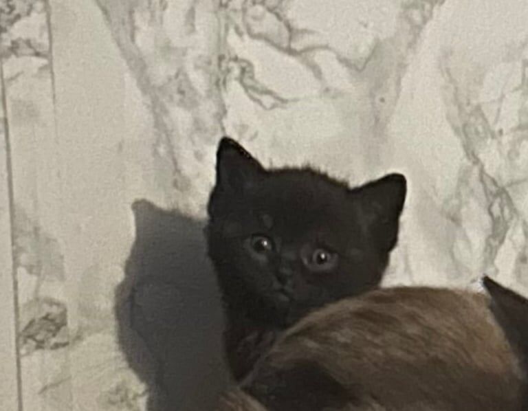 2 adorable British short hair kittens £300 for sale in Newham, Cornwall | Image 3