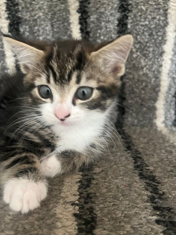 British Shorthair kittens for sale in Moira, County Down – 8 weeks old
