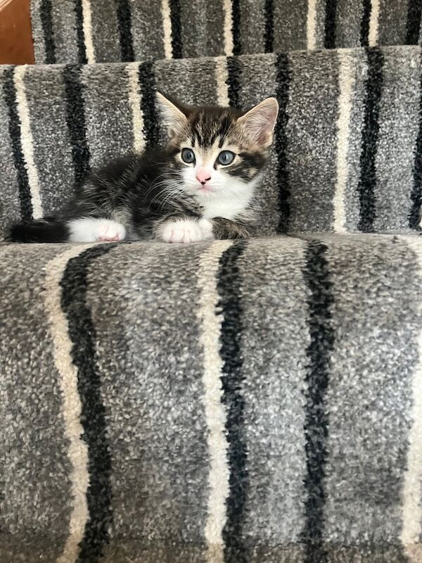 British Shorthair kittens for sale in Moira, County Down – 8 weeks old - Image 2 of 3