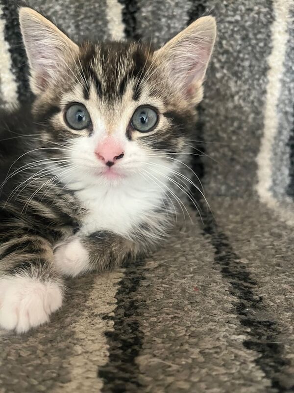 British Shorthair kittens for sale in Moira, County Down – 8 weeks old - Image 3 of 3