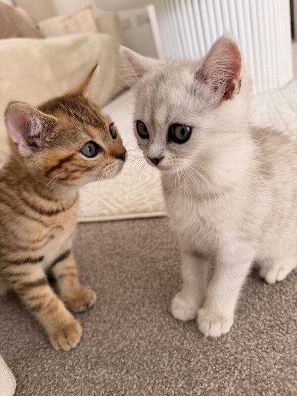 British Shorthair Kittens For Sale