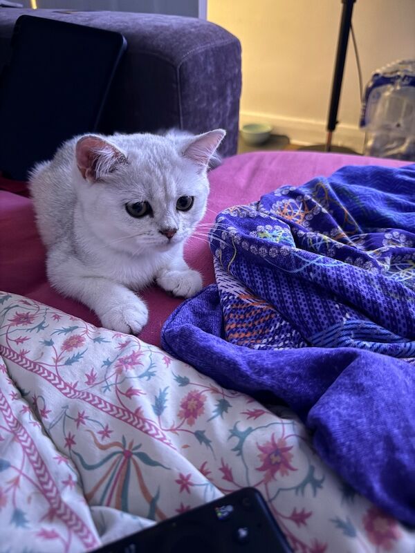 2 adorable kitties - Image 2 of 3
