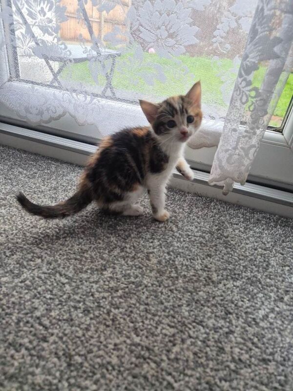 British Shorthair kittens for sale in South East London, London – 9 weeks old - Image 2 of 6