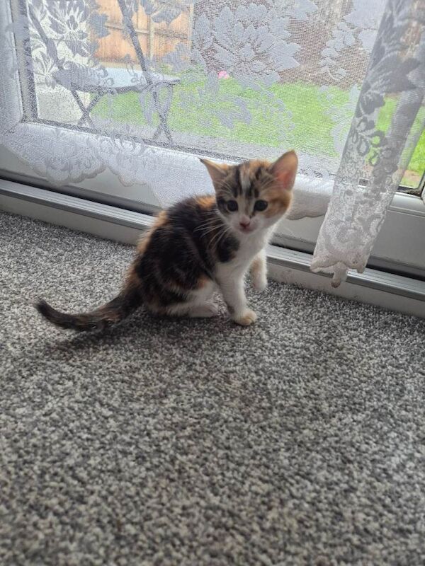 British Shorthair kittens for sale in South East London, London – 9 weeks old - Image 3 of 6