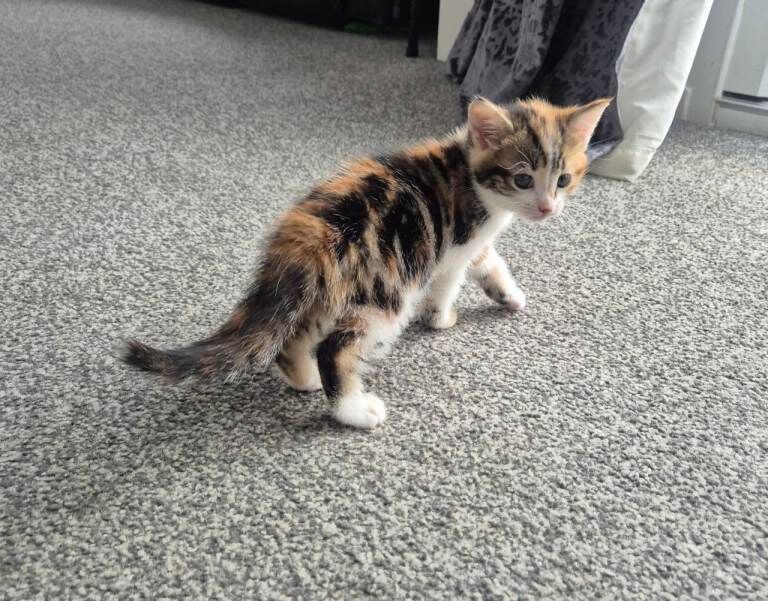 British Shorthair kittens for sale in South East London, London – 9 weeks old - Image 4 of 6