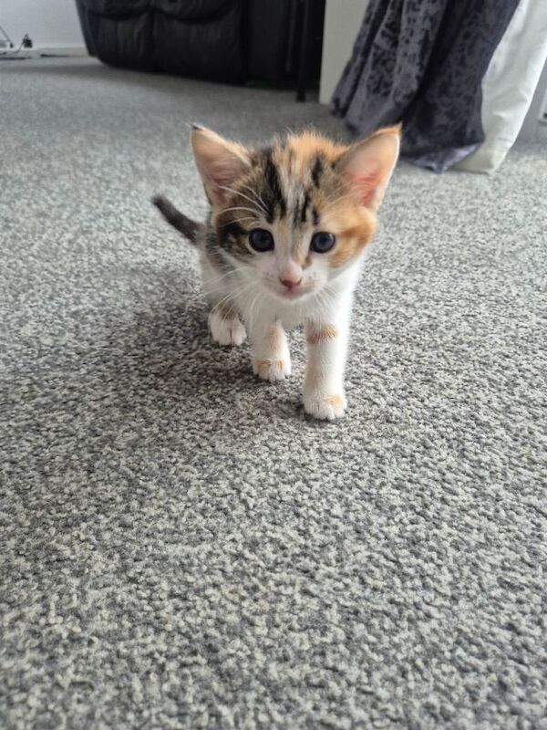 British Shorthair kittens for sale in South East London, London – 9 weeks old - Image 5 of 6