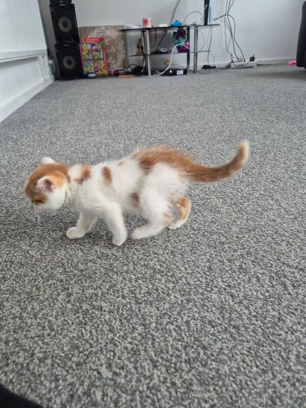 British Shorthair kittens for sale in South East London, London – 9 weeks old - Image 6 of 6