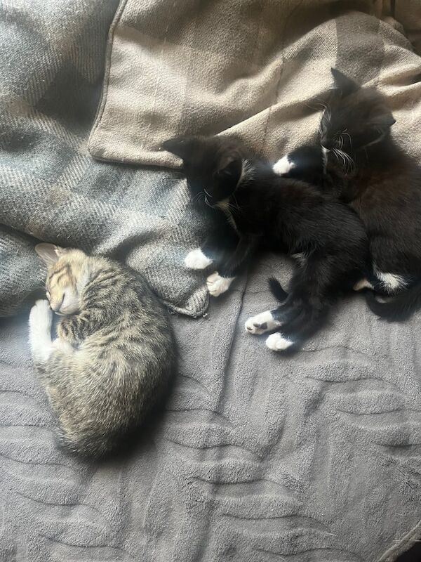 British Shorthair kittens for sale in Ipswich, Suffolk – 8 weeks old