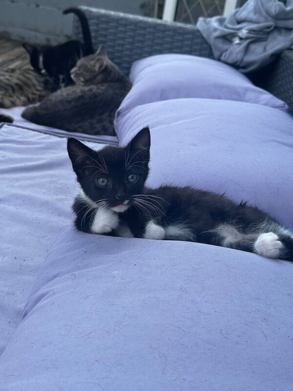 British Shorthair kittens for sale in Ipswich, Suffolk – 8 weeks old - Image 2 of 3