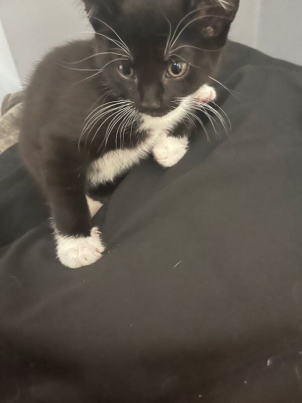 British Shorthair kittens for sale in Ipswich, Suffolk – 8 weeks old - Image 3 of 3