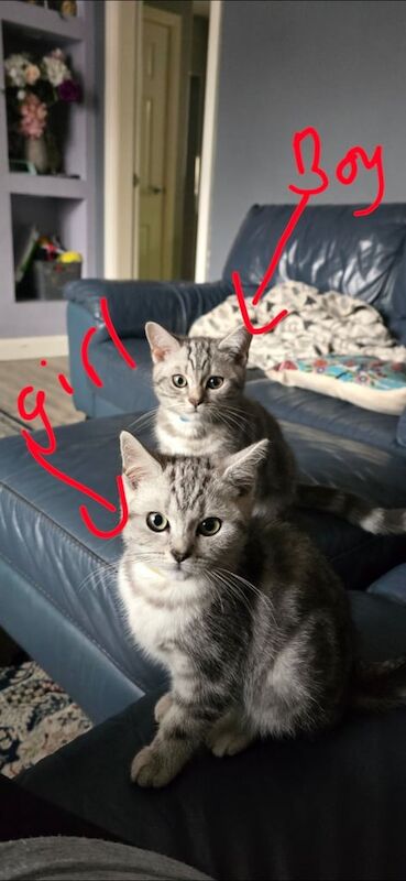 2 beautiful British Short Hair Grey leopard patterned kittens for sale in Wakefield, West Yorkshire