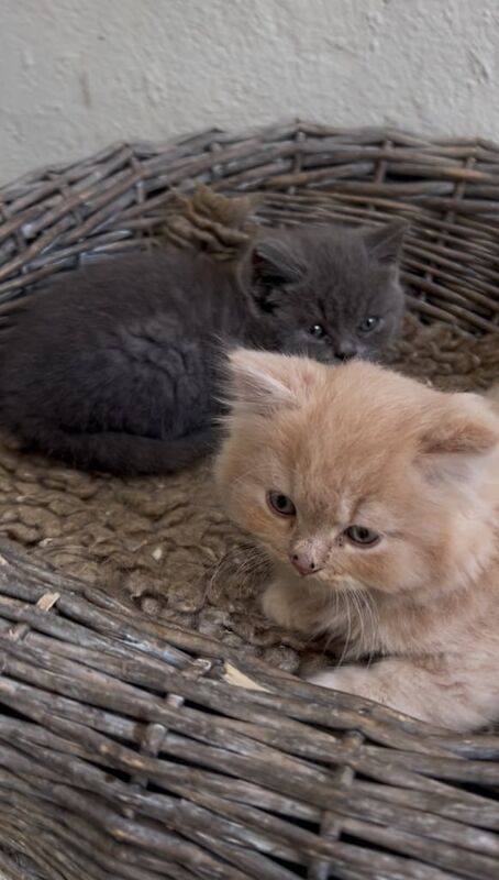 British Shorthair kittens for sale in Dungannon, County Tyrone – 9 weeks old