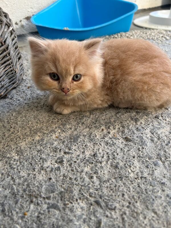 British Shorthair kittens for sale in Dungannon, County Tyrone – 9 weeks old - Image 3 of 3