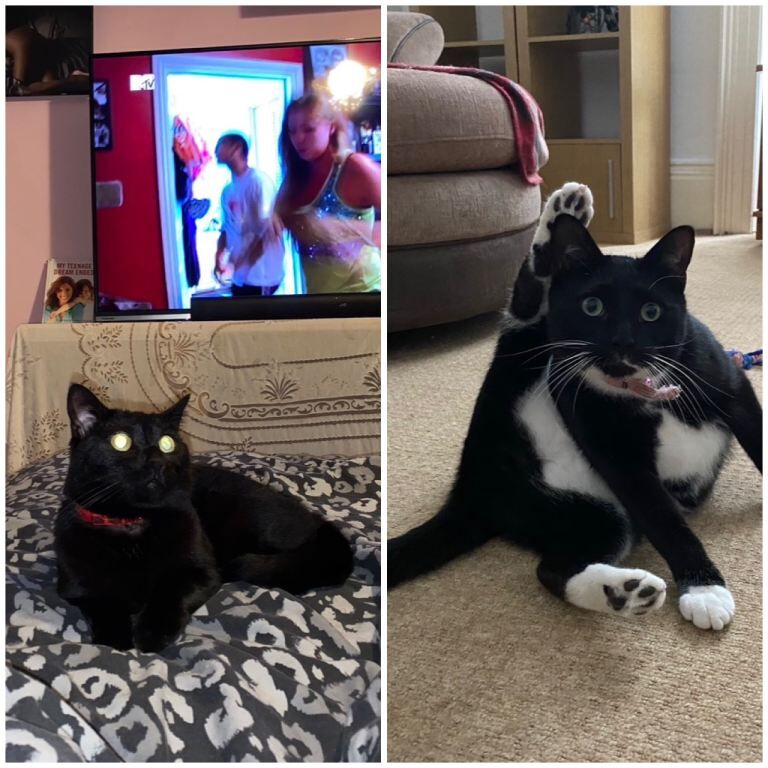 2 Beautiful Cats who need rehoming. ️ for £20