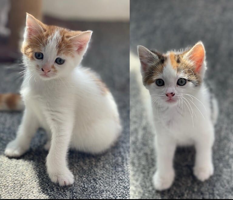 2 beautiful kittens for sale in Fishponds, Bristol