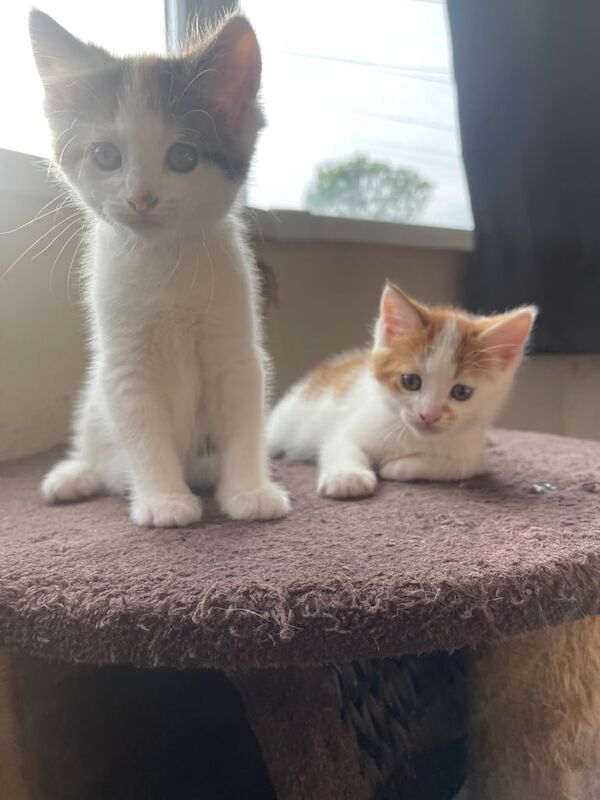 2 beautiful kittens for sale in Fishponds, Bristol - Image 2