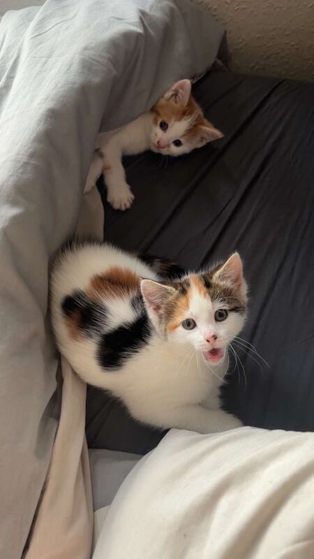 2 beautiful kittens for sale in Fishponds, Bristol - Image 3
