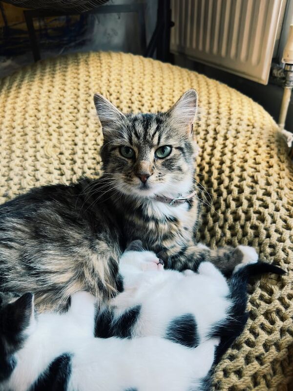 2 Beautiful Kittens Female Looking for Their Forever Homes for sale in Norbury, Greater London