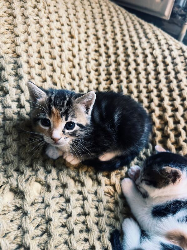 2 Beautiful Kittens Female Looking for Their Forever Homes for sale in Norbury, Greater London - Image 2