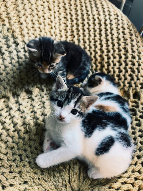 2 Beautiful Kittens Female Looking for Their Forever Homes for sale in Norbury, Greater London - Image 3