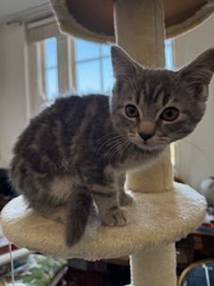 British Shorthair kittens for sale in Kensington, Greater London – 11 months old - Image 2 of 3