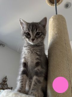 British Shorthair kittens for sale in Kensington, Greater London – 11 months old - Image 3 of 3