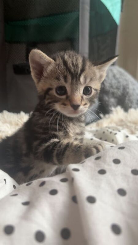 British Shorthair kittens for sale in Leicester, Leicestershire – 10 weeks old