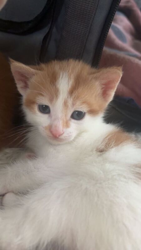 British Shorthair kittens for sale in Leicester, Leicestershire – 10 weeks old - Image 2 of 3